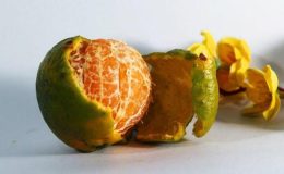 Asıl vitamini kabuğunda: Mandalinaların kabukları yenir mi, mandalina kabuğu çayı faydaları neler?