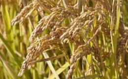 Çeltik tarlarında yapay zeka dönemi!