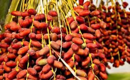 Hurmanın iyi geldiği hastalıklar nedir, kuru hurma faydaları nelerdir? Aç karnına hurma yemek…