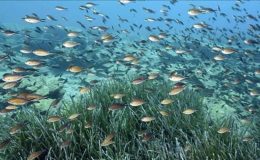 Marmara Denizi’nde iki yeni deniz çayırı alanı tespit edildi