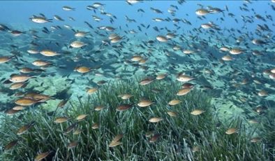 Marmara Denizi’nde iki yeni deniz çayırı alanı tespit edildi