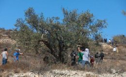 Son 20 yılda Filistinlilere ait 800 bin zeytin ağacı İsrail saldırılarında yok oldu