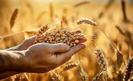 66 milyon euroluk tarım hibesi için ilk başvurular başlıyor