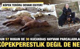 Başıboş köpek terörü devam ediyor! Dün 57 bugün de 30 küçükbaş hayvan telef oldu