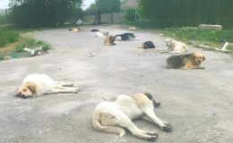 Bu sokakta Ankaralıların can güvenliği yok! Vatandaş canından bezdi