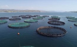 Elazığ, havyar ve Mersin balığında üretim üssü olmaya aday