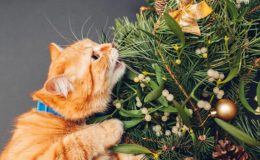 Hayvan dostu ev bitkilerini keşfedin: Evcil hayvanlar için zararsız ev bitkiler