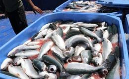 Karadeniz Somonu ihracatına ‘Göl somonu’ darbesi