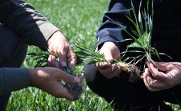 Tahıl ambarı Konya’da hububat ürünlerinde bitki gelişimi iyi