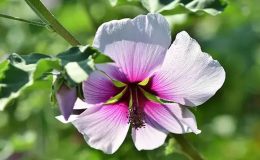 Taze ebegümeci nasıl tüketilir, ebegümeci çayı nasıl yapılır? Ebegümeci faydaları nelerdir?