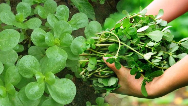 Yabani semizotu faydaları nelerdir? Semizotunu kaynatıp suyunu içmek…