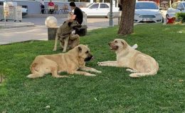 Başıboş köpekler vatandaşın kabusu oldu! Sonunda harekete geçildi! Belediyelere yazı