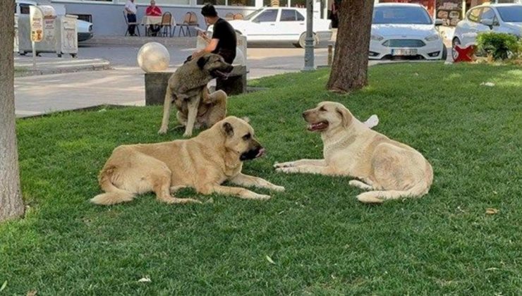 Başıboş köpekler vatandaşın kabusu oldu! Sonunda harekete geçildi! Belediyelere yazı