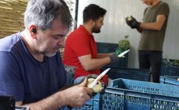 Enginar soyma ekibi: Asgari ücretin 4 katını kazanıyorlar