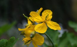 Kırlangıç otu nasıl kullanılır, faydaları nelerdir? Kırlangıç otu yağı…