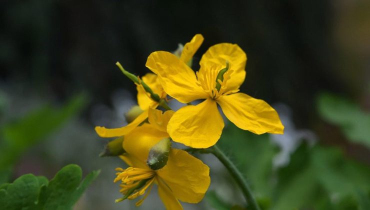 Kırlangıç otu nasıl kullanılır, faydaları nelerdir? Kırlangıç otu yağı…
