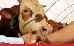 Kurbanlık fiyatları belli oldu! 2024 büyükbaş ve küçükbaş fiyatları ne kadar?