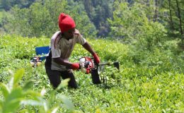 Senegalli işçiler çay hasadında