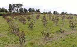 Soğuk hava ceviz ağaçlarını vurdu: Açan çiçekler soğukta kurudu