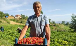 Çilek üreticileri düşen fiyatlara tepki gösterdi