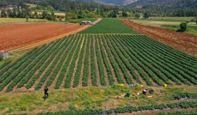 Devlet desteğiyle kurulan çilek bahçeleri göçü tersine çevirdi