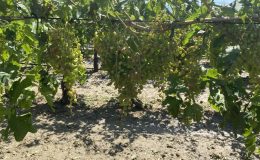 Dolu yağışının ardından üzüm bağlarında hasar tespiti başladı