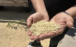 Eskişehir’de yılın ilk mahsulü kadın çiftçiden