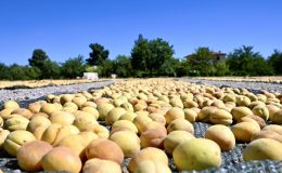 Malatya’da kayısı hasat şenliği düzenlendi