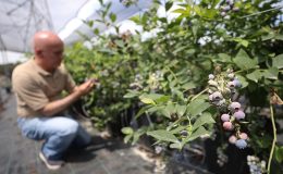 Maviyemişin “kültür elçisi” profesör, 24 yılda üretimi şehir şehir yaydı