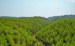 Orman teşkilatı geçen yıl 40 bin 849 hektar alanda erozyon çalışması yaptı