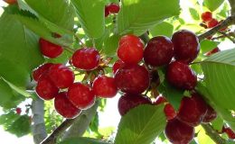 Türkiye, 6 tarım ürününün üretiminde dünya lideri