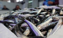 Türkiye denizlerinde son 10 yılda en fazla hamsi avlandı