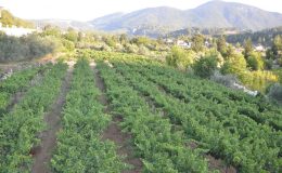 Antalya’da üzümde bu yıl yüzde yüz rekolte bekleniyor