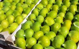 Buharkent’te erkenci taze incir hasadı başladı