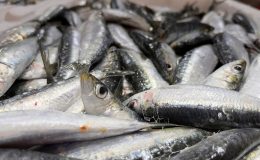 Çanakkale sardalyasının en lezzetli ve yağlı dönemi başladı