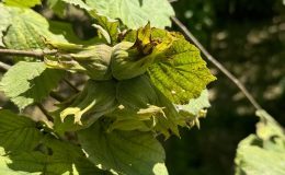 Fındıkta örnek bahçeler de randıman da artıyor