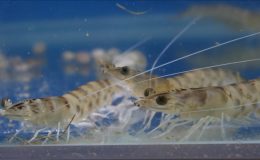 Sıcaklık artışıyla Karadeniz’e yayılan türler deniz ekosistemini tehdit ediyor