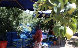 Yaz tatilinde tarlaya koştular, 40 derece sıcakta hasat yaptılar